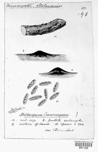 Stilbospora macrospora image